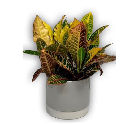 Fresh Green Spring Croton Plant In Grey Ceramic Pot