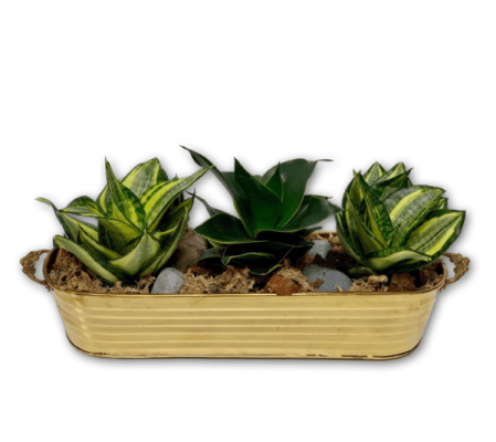 Wild Snake Plant Trio in Brass Basket
