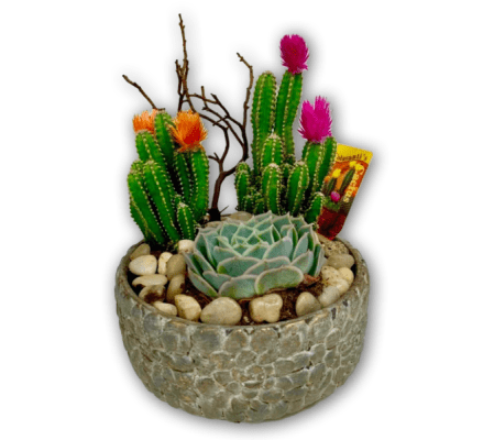 Cactus Dish Garden 2020