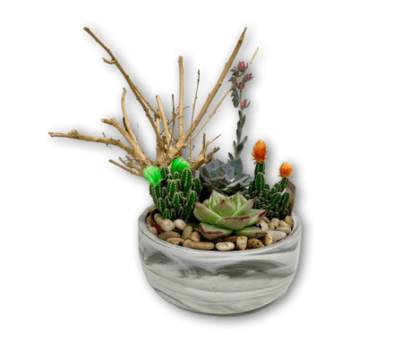 Desert Succulent Cactus Garden in Grey & White Marbled Pot