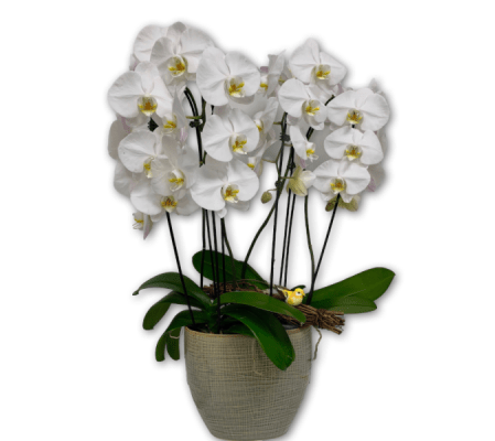 Elegant Pearl Orchids in Ceramic Pot