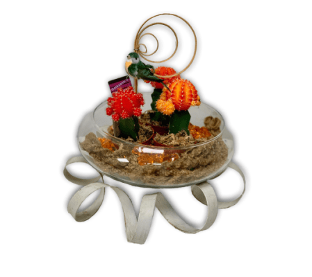 Sunny Secrets Cactus Garden