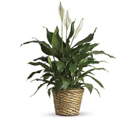 Simply Elegant Spathiphyllum Plant