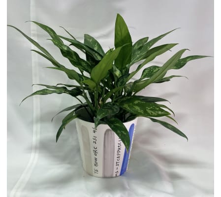Aglaonema Plant - 6