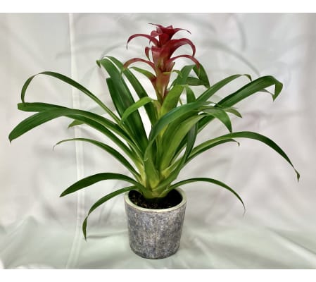 Bromeliad Indian Knight