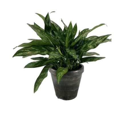 Emerald Beauty Plant