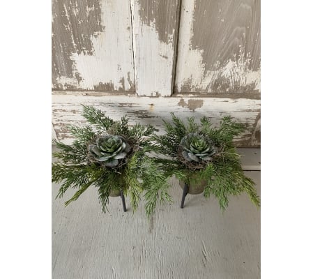 Iced Succulent Stands