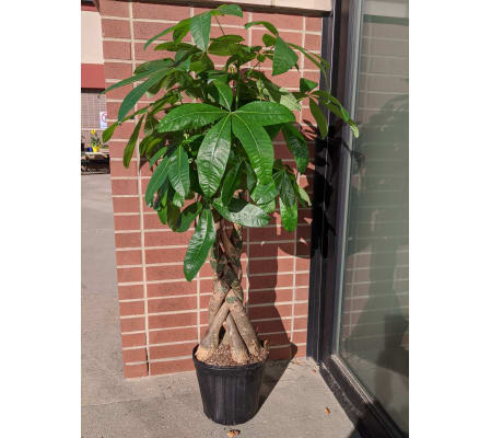 Large Money Tree (1 gallon)