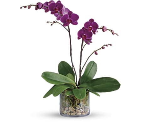 TF Glorious Gratitude Phalaenopsis Orchid