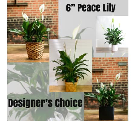 Spath-Peace Lily Plant-6” Pot