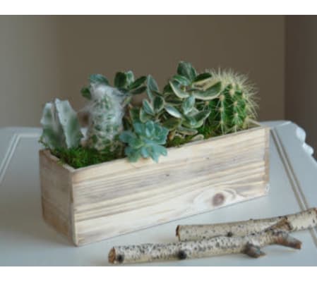 Succulents in Barnwood