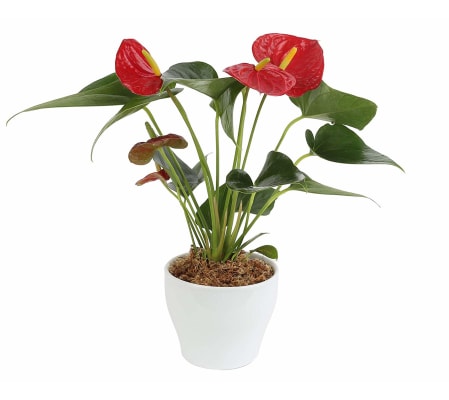 Red Anthurium in Ceramic Pot