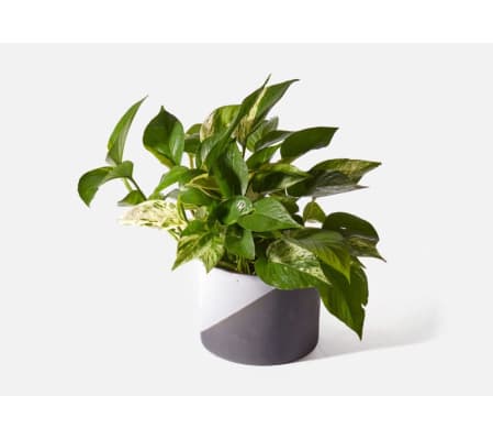 Glamour Pothos Plant