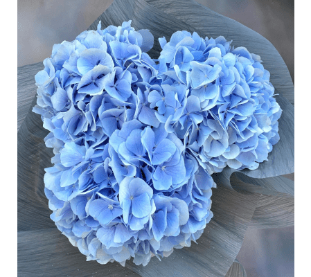 Blue hundrangea from Holland