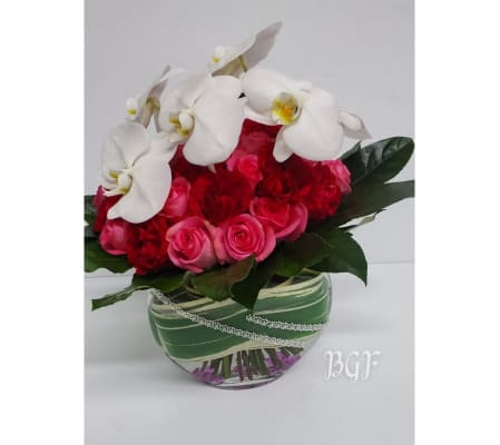 Eclectic Phalaenopsis