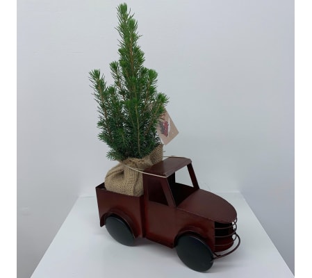 Evergreen Tree Pickup Truck - Medium