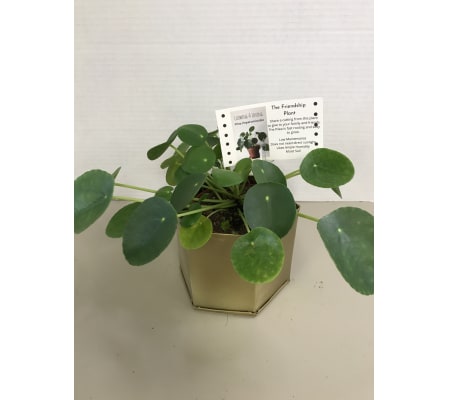 The Friendship Plant