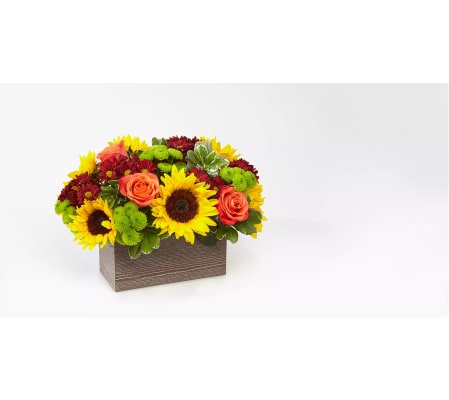 Sunflower Harvest Garden