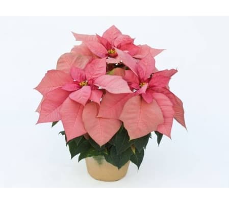 Christmas Poinsettia Pink