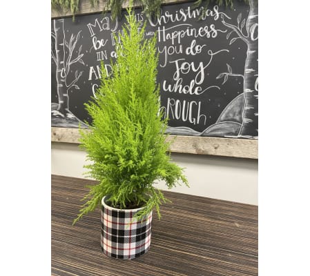 Holiday Cypress Tree