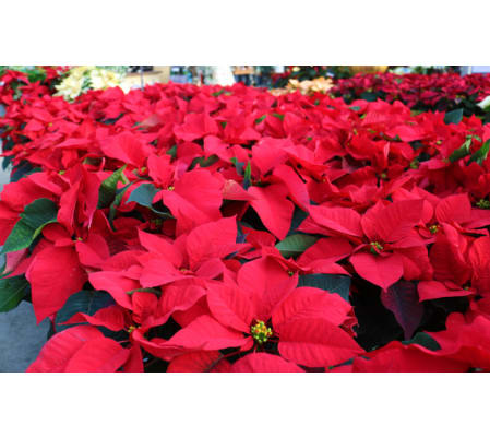 Donato's Poinsettia Large