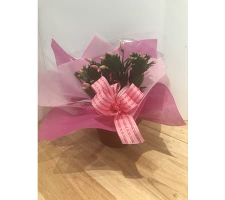 Jennings Christmas Cactus