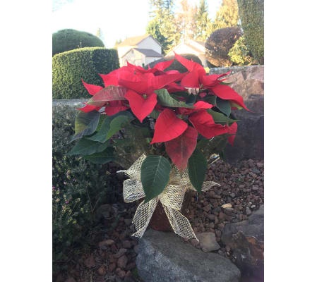 Red Christmas poinsettia