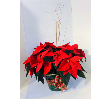 Holiday Poinsettias