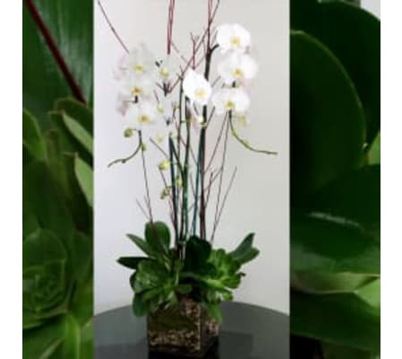 Orchid Arrangement