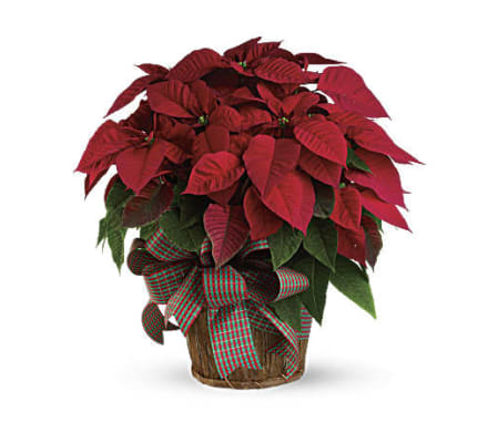 Large Red Poinsettia 2025