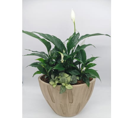Bamboo Peace Lily Planter