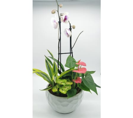 Modern Orchid Planter