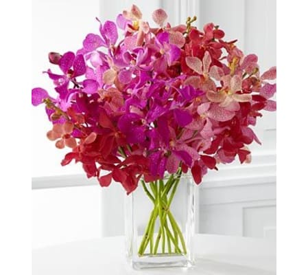 Pink Mokara Orchids