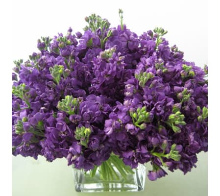 Lavanda Stock Arrangement