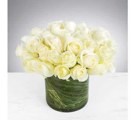 White Manhattan Glamour Roses