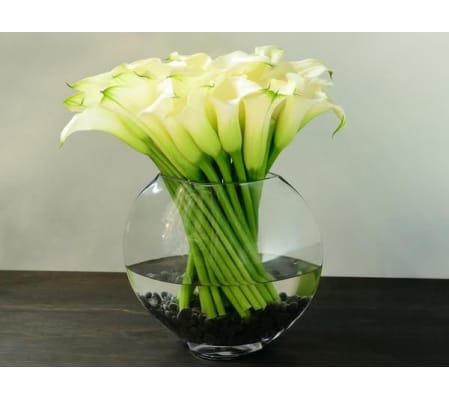 White Calla Simplicity