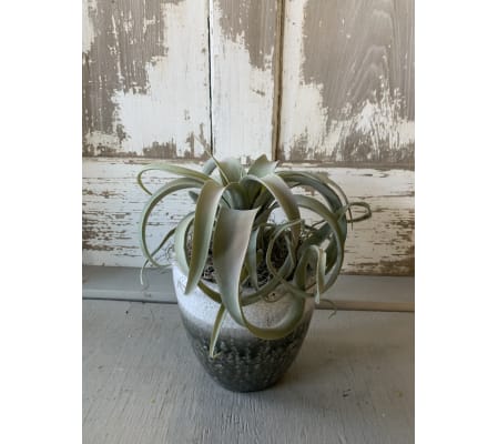 Silk Curly Air Plant in Pot