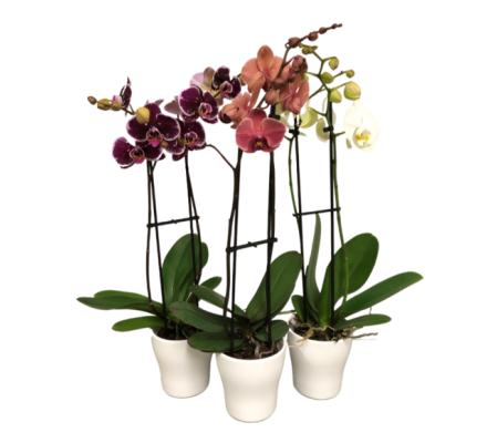 Orchid Plants