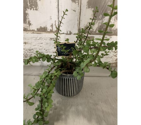 Chinese Jade Dish Garden