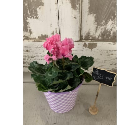 Ruffled Pink Cyclamen