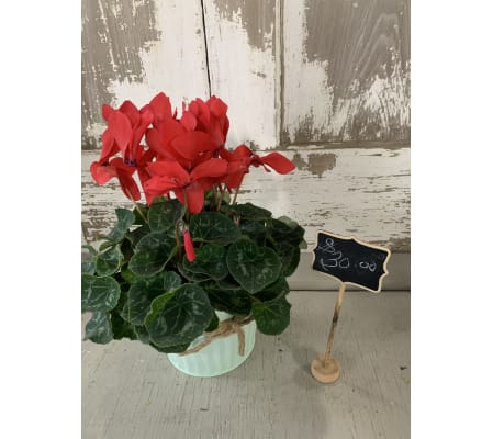 Red Cyclamen in Tweed Tied Pot