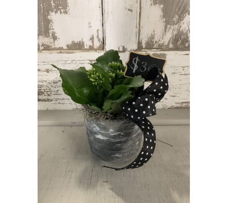 Kalanchoe in Concrete Pot