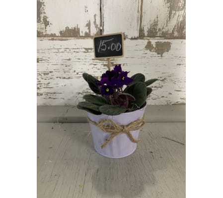 African Violet in Tweed Tied Planter