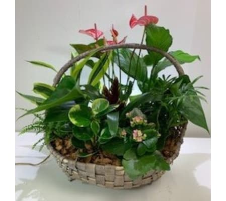 Flowering & Green Plants in a Basket