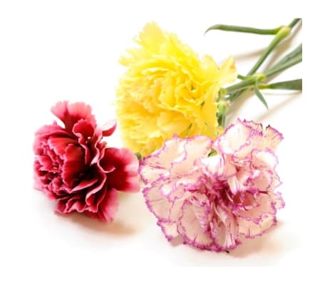 Classic Carnations