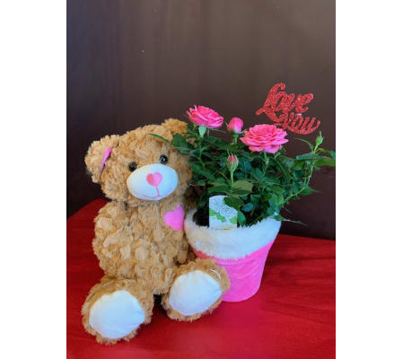 Teddy Bear Rose Plant