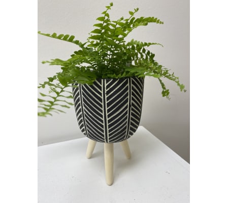 Green plant in a tripod planter. *plants may vary. 4” green plant