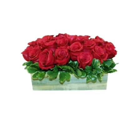 Modern Rose Love Story