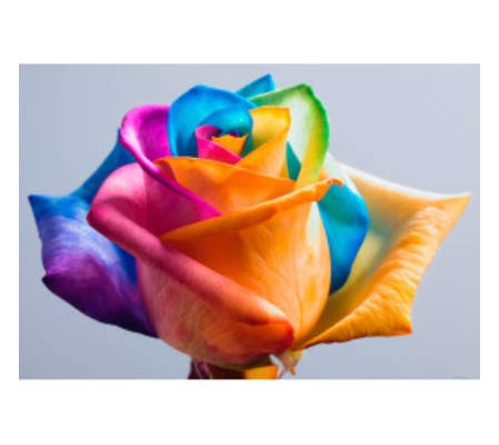 DOZEN RAINBOW ROSE BOUQUET