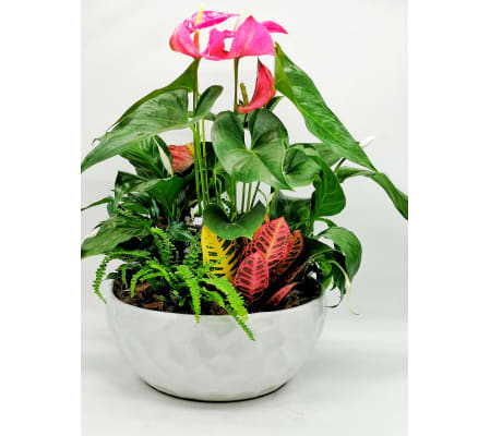 Lush Anthurium Garden
